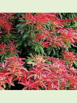 Pieris japonica 'Forest flame' / Andromède du Japon