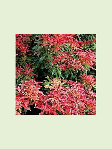 Pieris japonica 'Forest flame' / Andromède du Japon