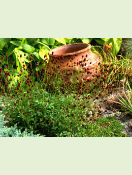 Sanguisorba minor / Petite pimprenelle