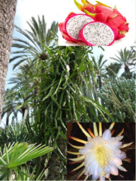 Hylocereus / Pitahaya / Fruit du dragon