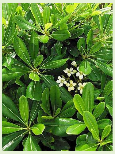 Pittosporum tobira / Pittospore du Japon