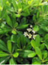 Pittosporum tobira / Pittospore du Japon