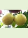 Citrus paradisi 'Marsh' seedless/ Pomelo