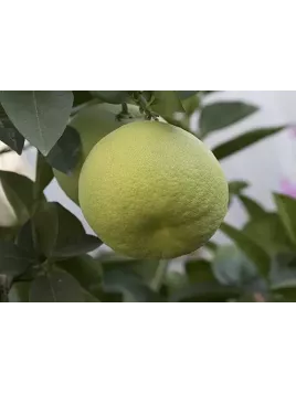 Citrus paradisi 'Oro blanco' / Pomelo jaune