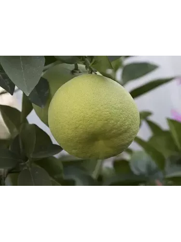 Citrus paradisi 'Oro blanco' / Pomelo jaune