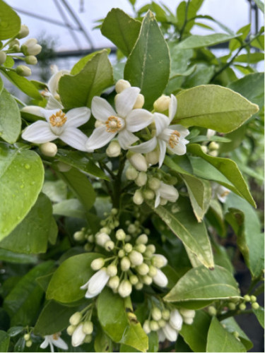 Citrus paradisi 'Star Ruby' / Pomelo rose