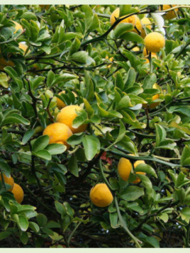 Poncirus / Citrus Trifoliata