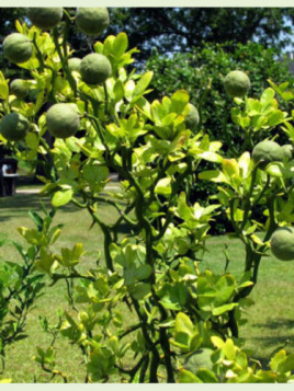 Poncirus / Citrus Trifoliata