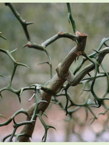 Poncirus / Citrus Trifoliata