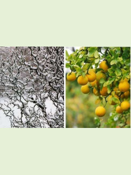 Citrus trifoliata flying dragon Poncirus