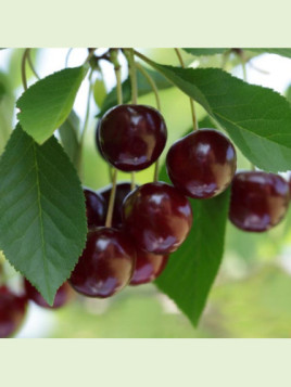 Prunus cerasus 'Oblaczynska' / Cerisier griotte noire