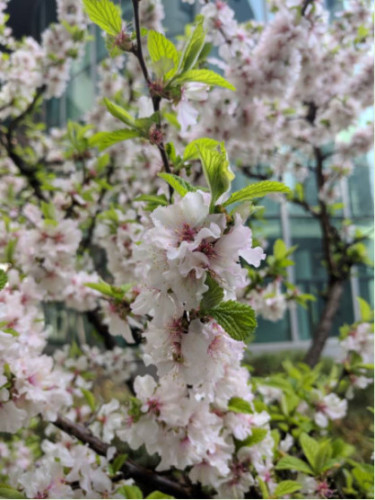 Prunus tomentosa / Ragouminier