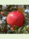 Punica granatum 'Fina tendral' / Grenadier à fruits