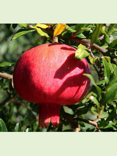 Punica granatum 'Provence' / Grenadier à fruits