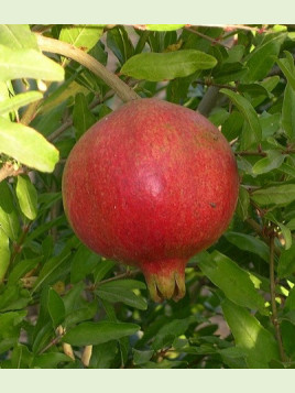 Punica granatum 'Wonderful' / Grenadier à fruits