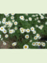 Tanacetum cinerariifolium / Pyrethre de Dalmatie