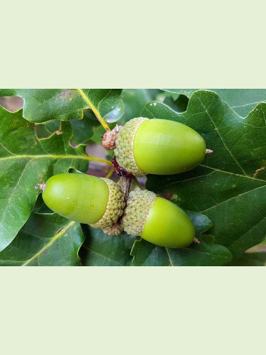 Quercus petraea / Chêne sessile / Chêne rouvre