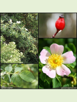 églantier, rosa canina