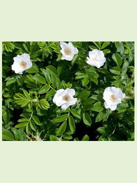 Rosa rugosa alba ( blanc) / Rosier comestible