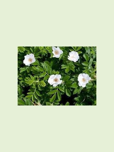 Rosa rugosa alba ( blanc) / Rosier comestible