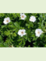 Rosa rugosa alba ( blanc) / Rosier comestible