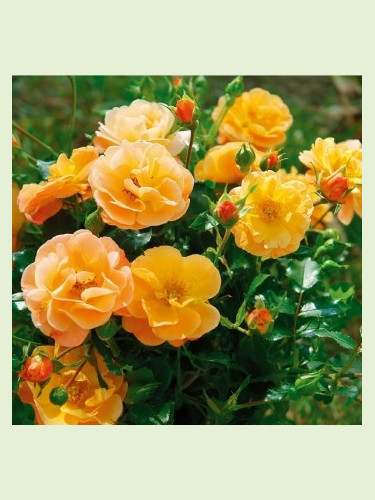 Rosa 'Calizia'® / Rosier paysage ( orange)