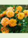 Rosa 'Calizia'® / Rosier paysage ( orange)