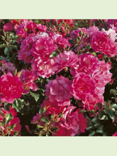 Rosa 'Emera'® / Rosier paysage ( rose )