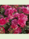 Rosa 'Emera'® / Rosier paysage ( rose )