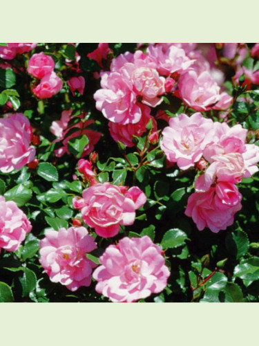 Rosa 'Mareva®'  / Rosier paysage (rose clair)