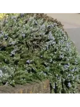 Rosmarinus officinalis 'Corsican blue'