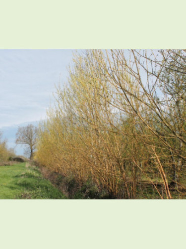 Salix viminalis / Saule / Osier des Vanniers