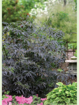 Sambucus nigra 'Black Lace' (Eva) / Sureau noir