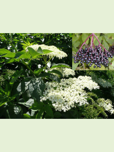 Sambucus nigra / Sureau noir