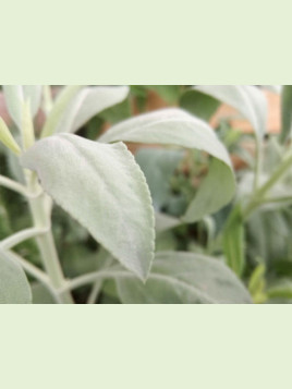 Salvia apiana / Sauge blanche