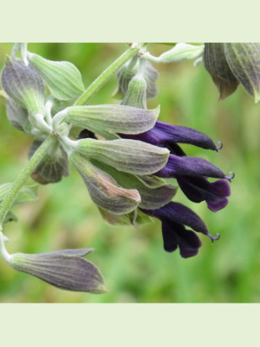 Salvia discolor / Sauge péruvienne / Sauge cassis