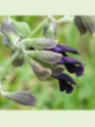 Salvia discolor / Sauge péruvienne / Sauge cassis