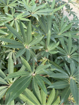 Schefflera taiwaniana