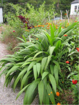 Setaria palmifolia / Herbe-palmier