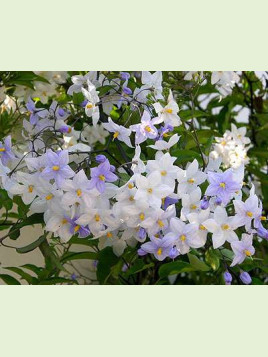 Solanum jasminoides (bleu)