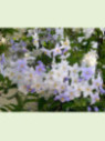 Solanum jasminoides (bleu)