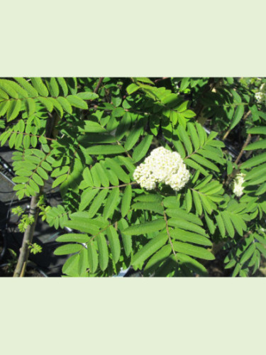 Sorbus aucuparia / Sorbier des oiseaux