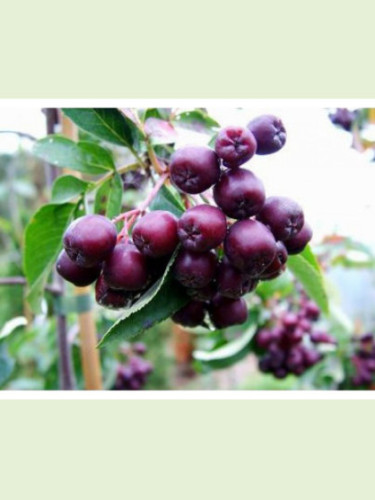 Sorbus 'Burka' / Sorbier à gros fruits