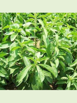 Stevia rebaudiana / Plante sucrante