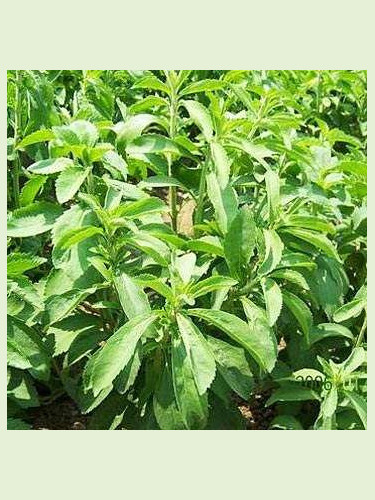 Stevia rebaudiana / Plante sucrante