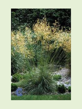 Stipa gigantea / Stipe géante