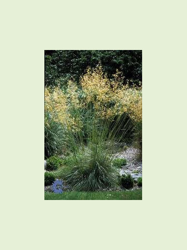 Stipa gigantea / Stipe géante