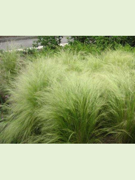 Stipa tenuissima 'Poney Tails' / Cheveux d'ange