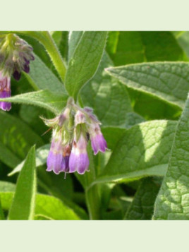 Symphytum officinale / Consoude officinale