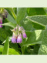 Symphytum officinale / Consoude officinale